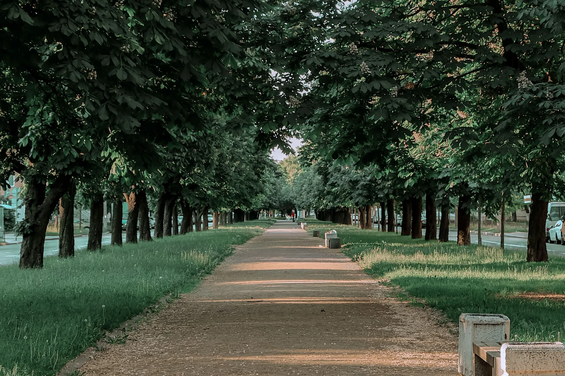 Tree-lined path through a green park